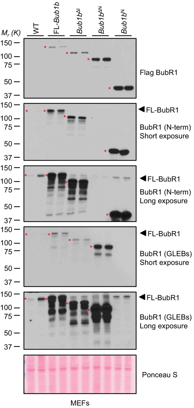 Figure 1—figure supplement 1.