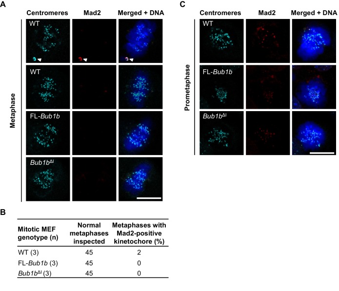 Figure 4—figure supplement 1.