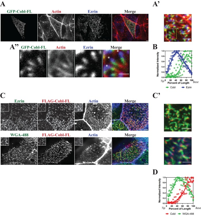 FIGURE 1: