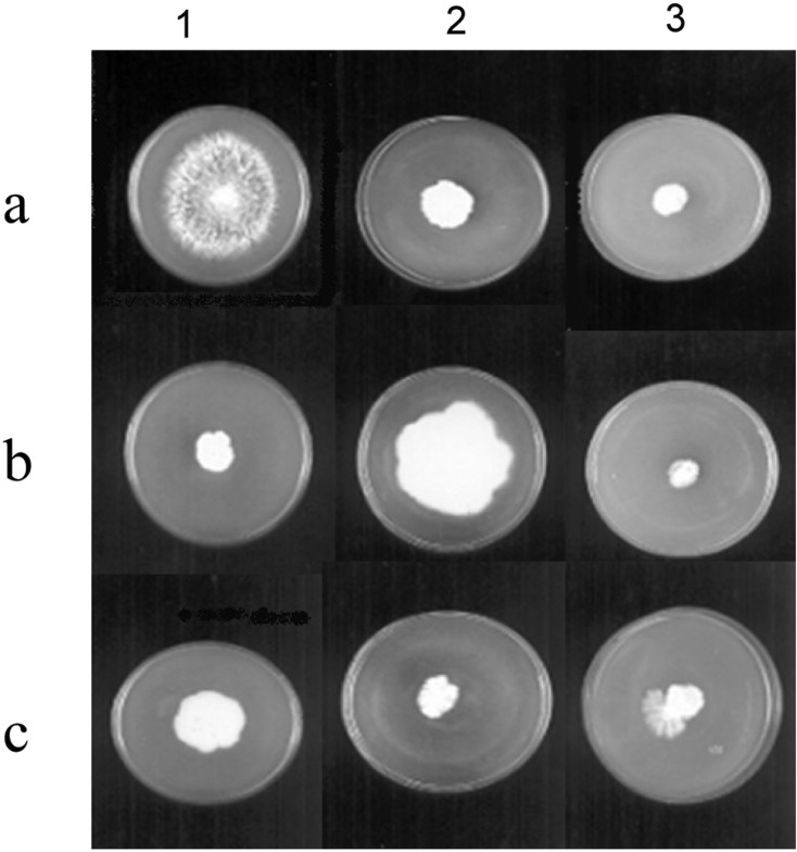 Fig. 3