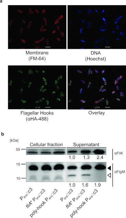 FIG 3 