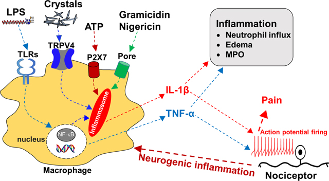 graphic file with name nihms-1807472-f0007.jpg