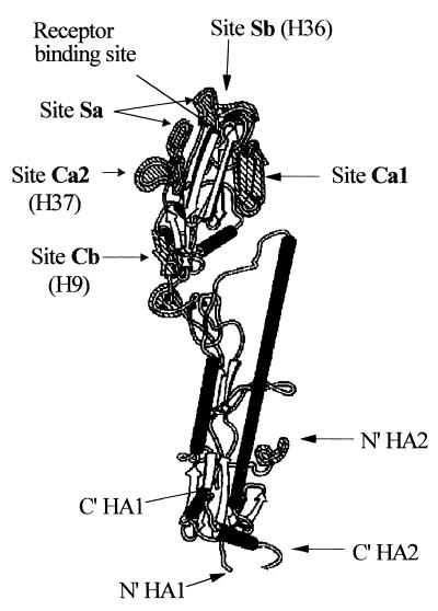 FIG. 1