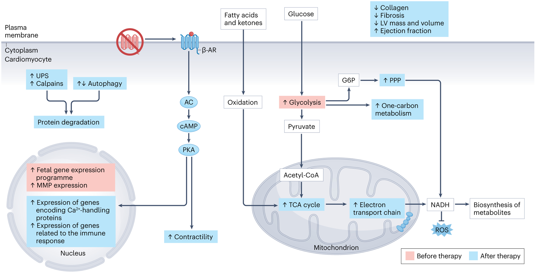 Fig. 2 |