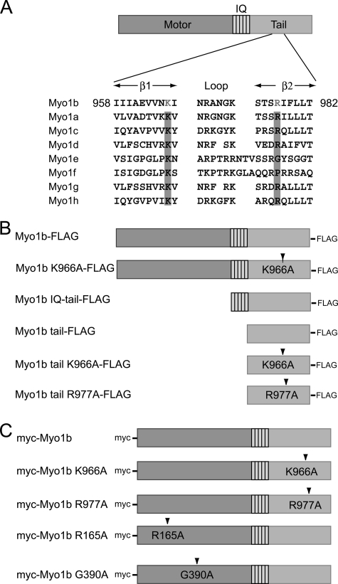 FIGURE 1.