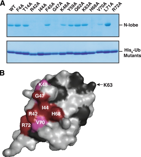 FIGURE 4.