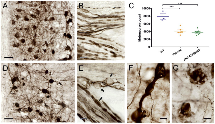 Fig. 8.