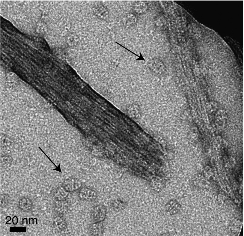 Fig. S5.