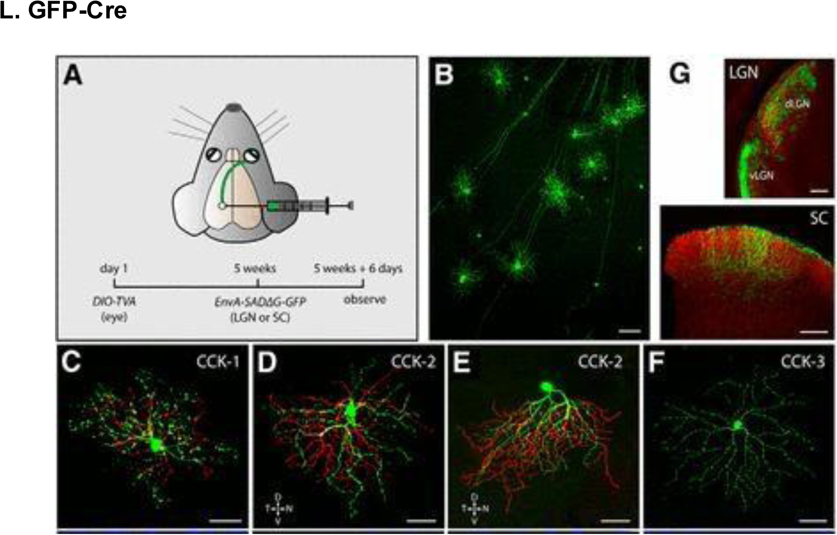 Figure 21.