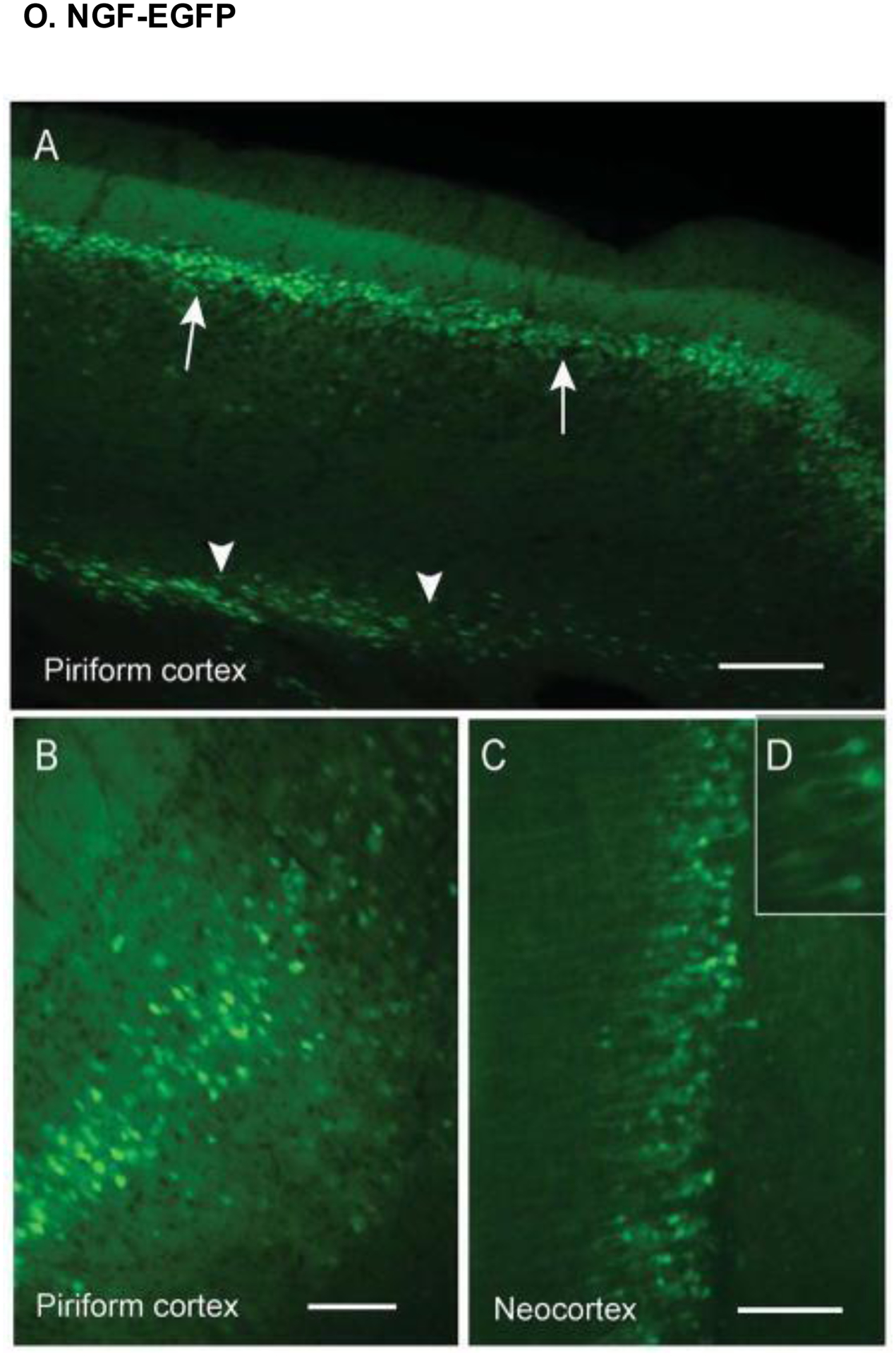 Figure 24.