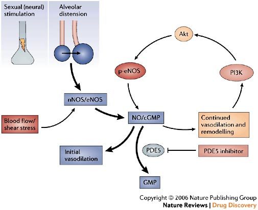 Box 1 | Further insights into the mechanism of action of sildenafil