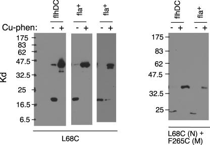 FIG. 5.