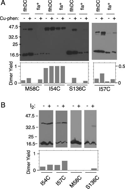 FIG. 4.