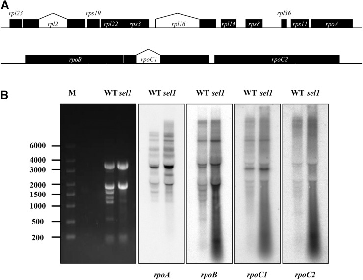 Figure 10.