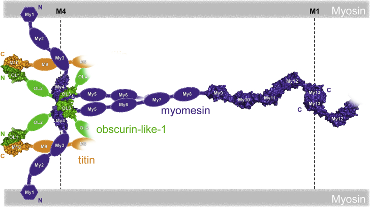 Figure 7