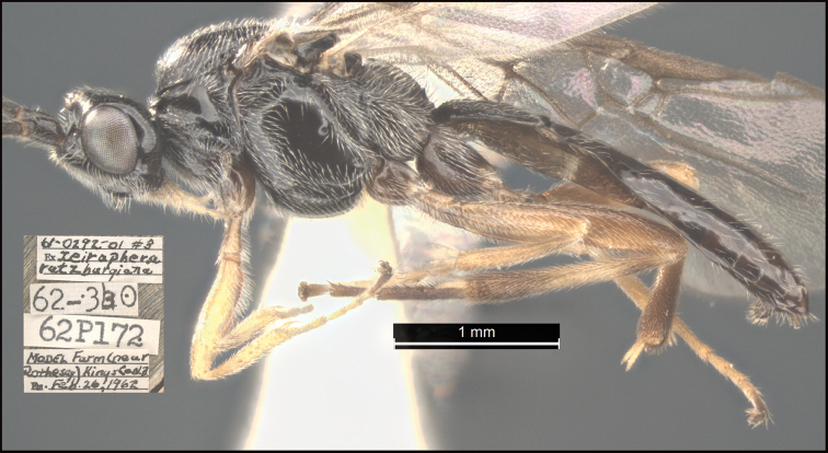 Figure 11.