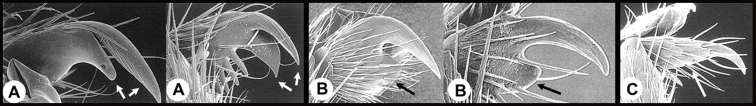 graphic file with name zookeys-1099-057_article-81473__-i009.jpg