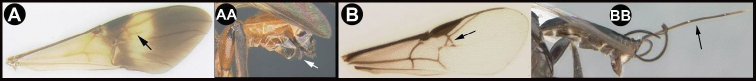 graphic file with name zookeys-1099-057_article-81473__-i033.jpg