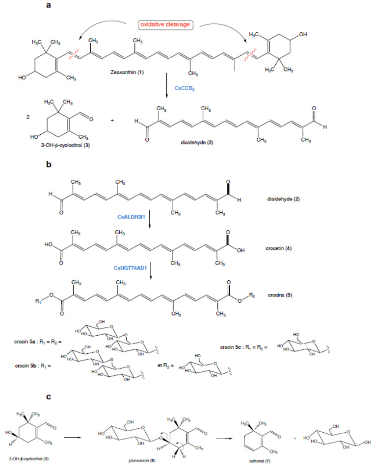 Scheme 1