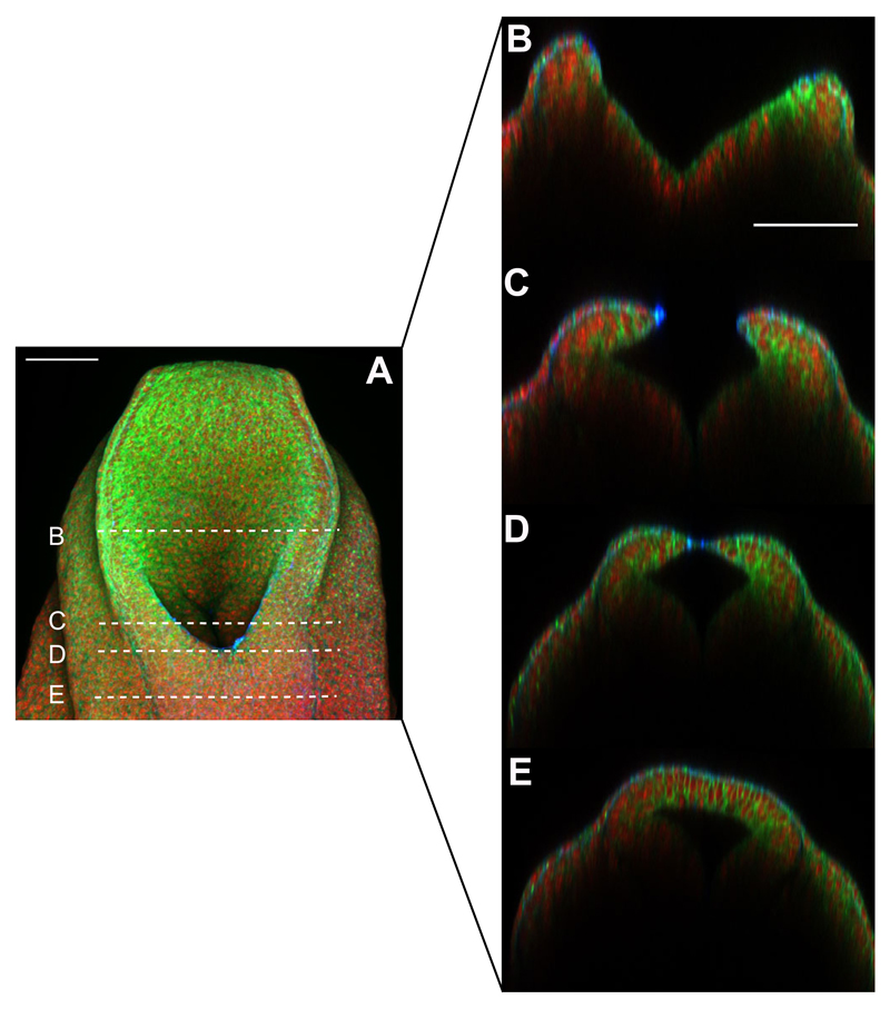 Fig. 4