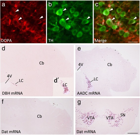 Fig. 8