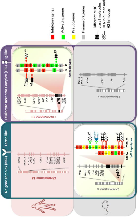 Fig. 2