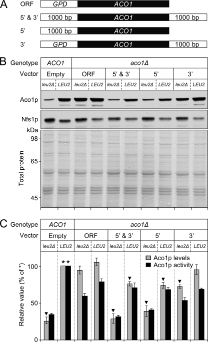 FIGURE 3.