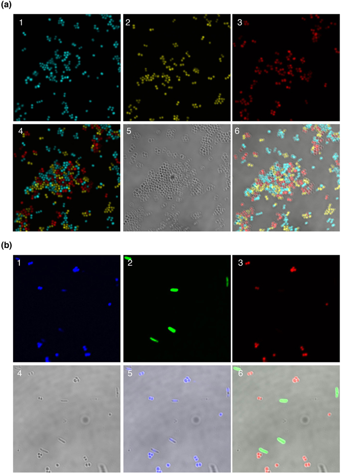 Figure 5