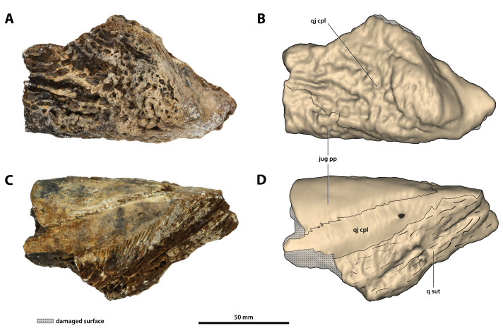 Figure 21