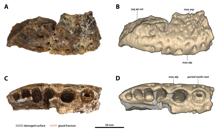 Figure 12