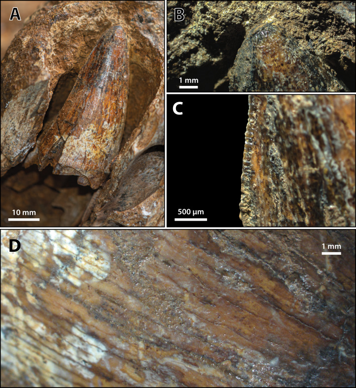 Figure 29