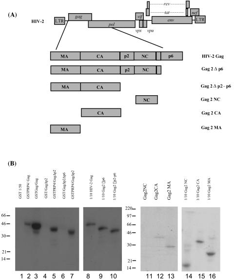 FIG. 2.