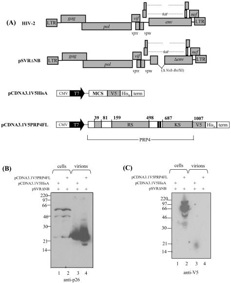 FIG. 4.