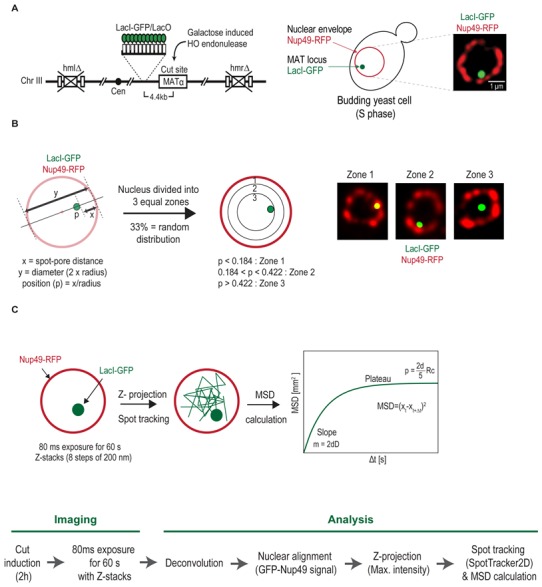 Figure 17