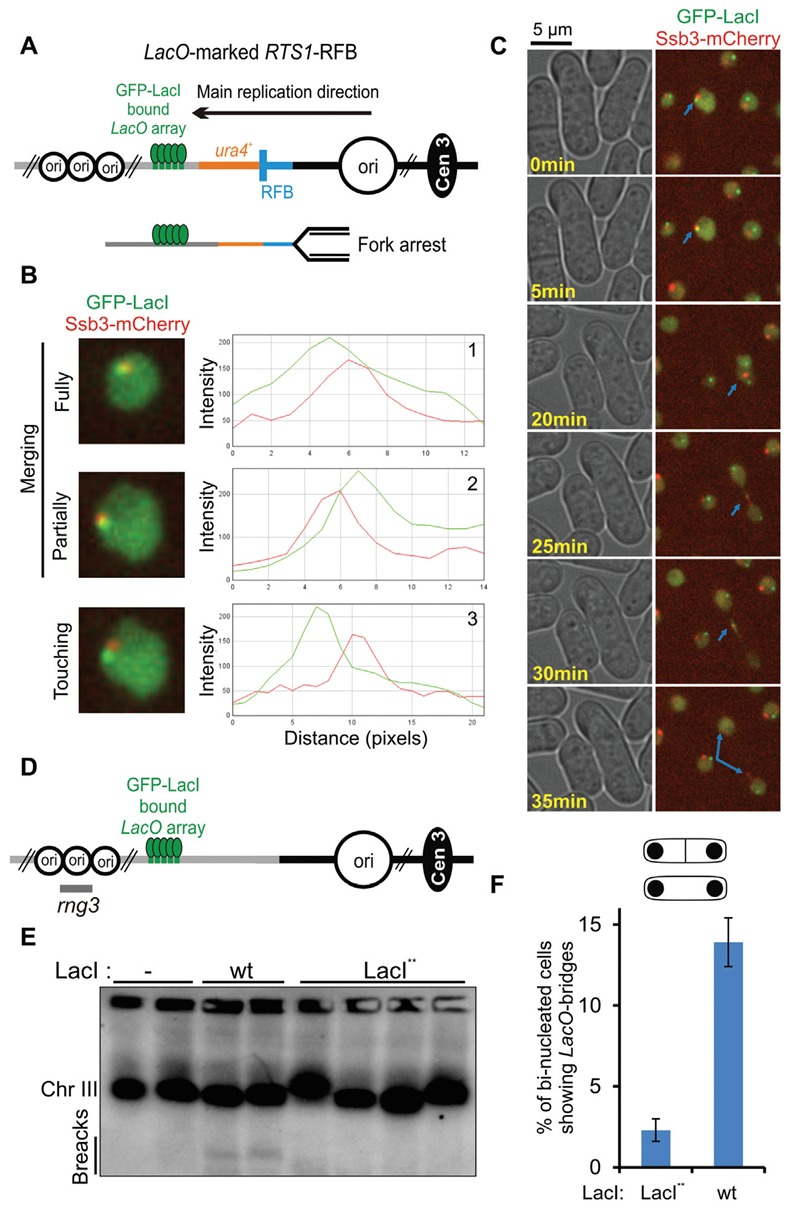 Figure 19