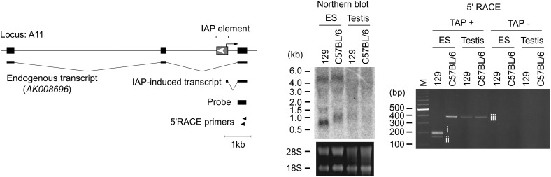 Figure 6.—