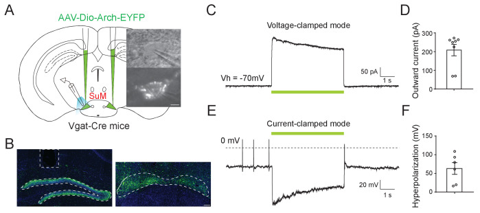 Figure 3—figure supplement 1.