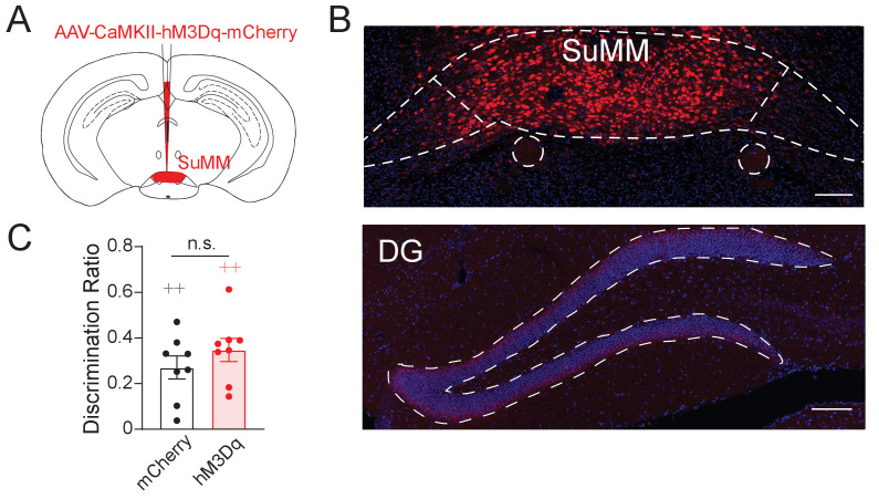 Figure 2—figure supplement 3.