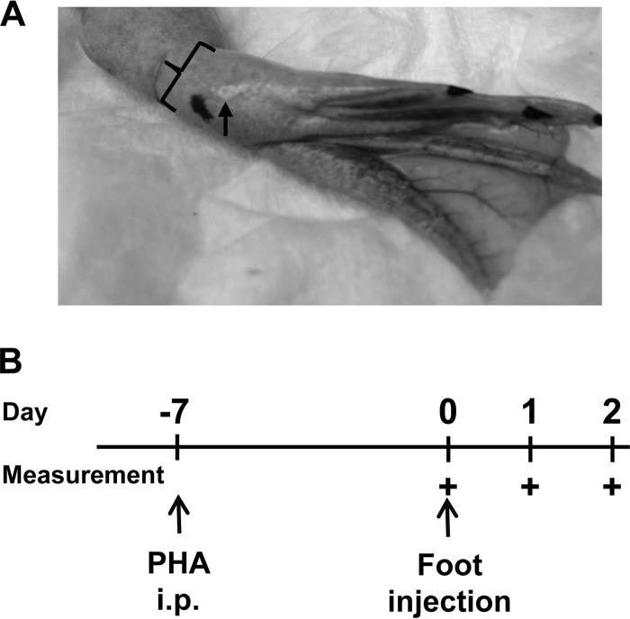 FIG 1