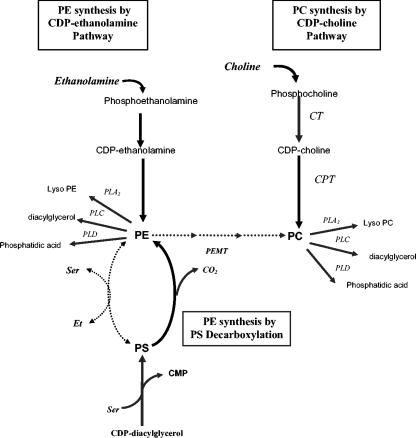 FIG. 1.