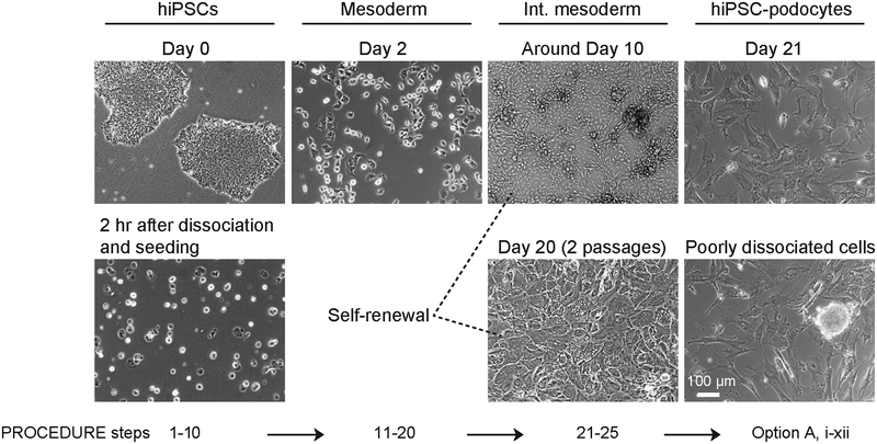 Figure 2|