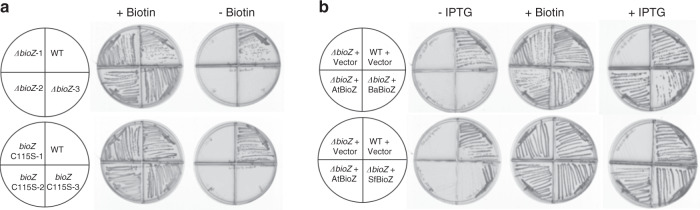 Fig. 4