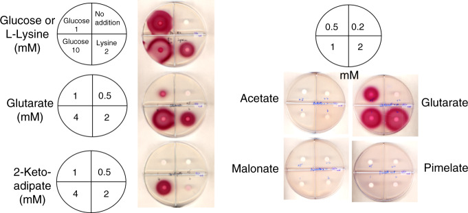 Fig. 8