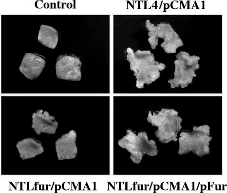 FIG. 6.