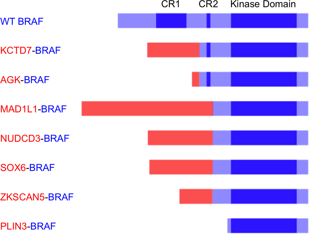 Recurrent BRAF kinase fusions in melanocytic tumors offer an ...