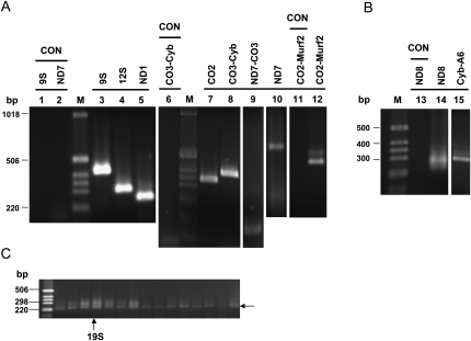 FIGURE 4.