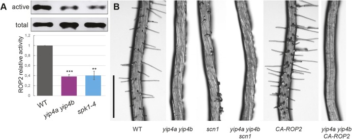 Fig. 4.