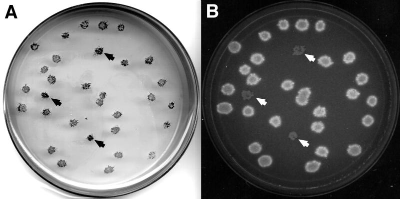 FIG. 1