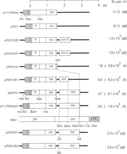 graphic file with name pnas01034-0359-a.jpg