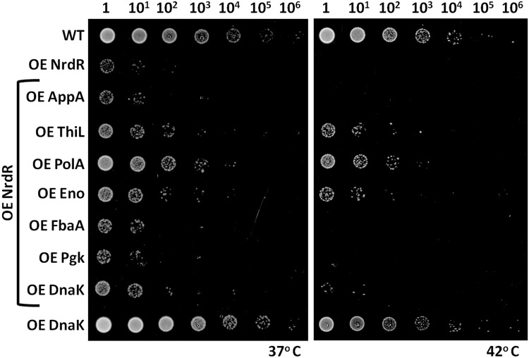 Fig 6